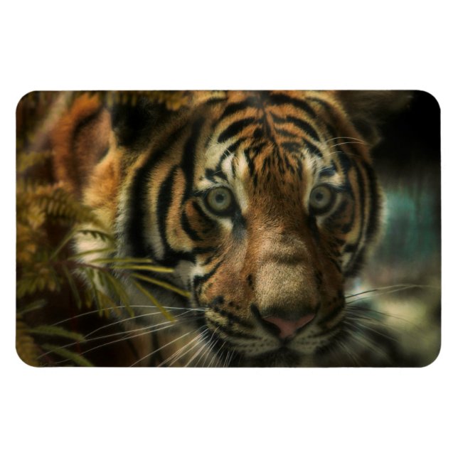 ÍMAN  TIGER GROUND ZERO (Horizontal)