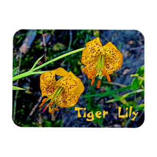 Íman Tiger Lily