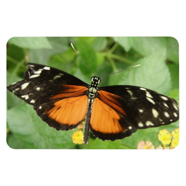 Íman Tiger Longwing Butterfly Flexi Magnet (Horizontal)