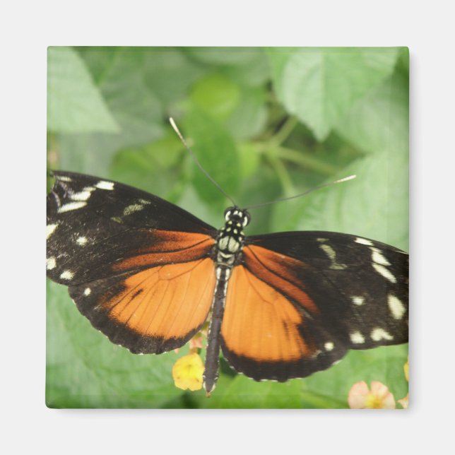 Íman Tiger Longwing Butterfly Magnet (Frente)
