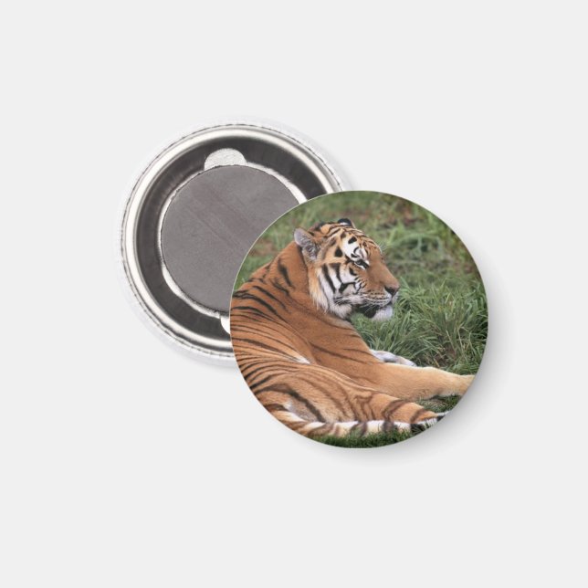 Íman Tiger Lounging Magnet (Front/Back)