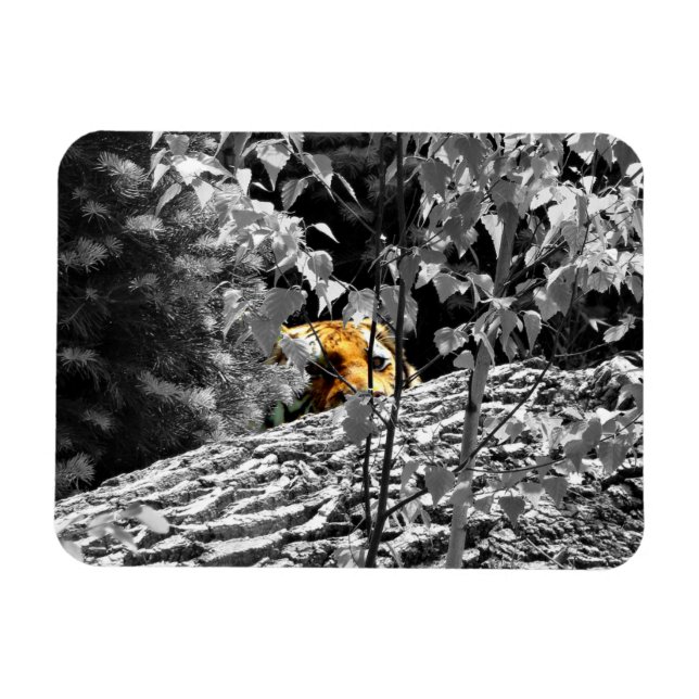 Íman Tiger Peek-a-boo - Magnet flexível (Horizontal)