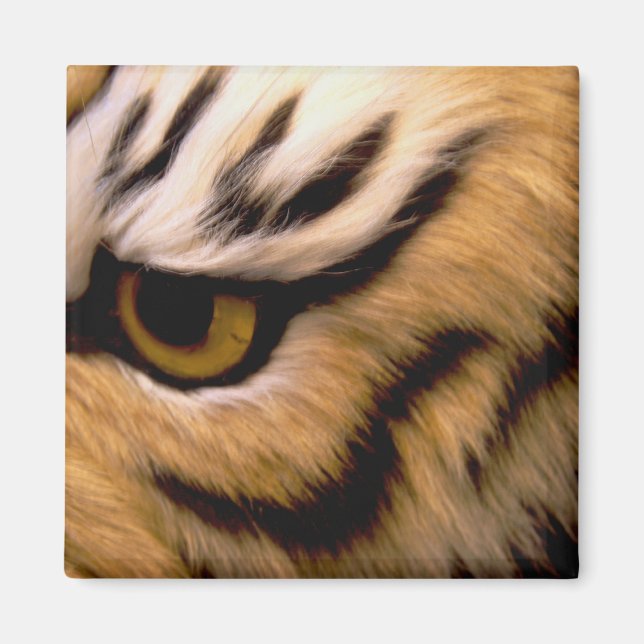 Íman Tiger Photo Square Magnet (Frente)