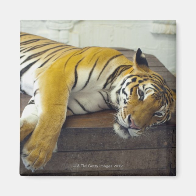 Íman Tiger, Samui, Tailândia (Frente)