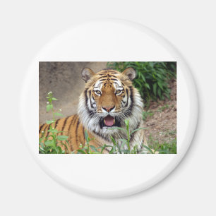 Íman Tiger Smile