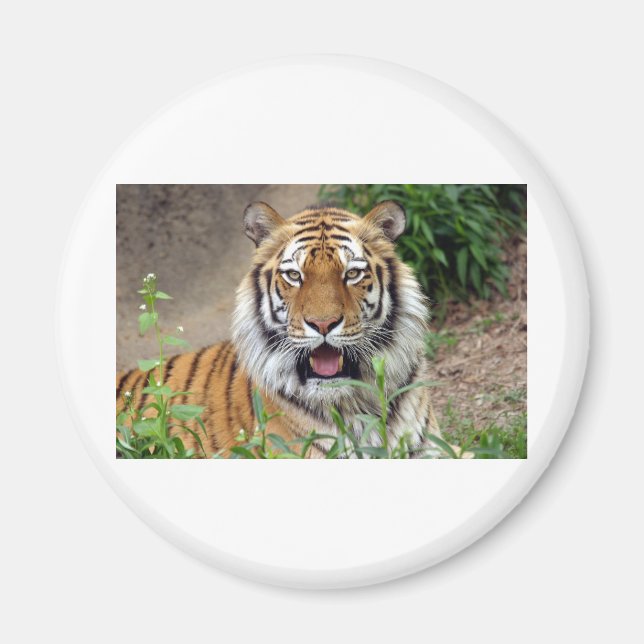 Íman Tiger Smile (Frente)