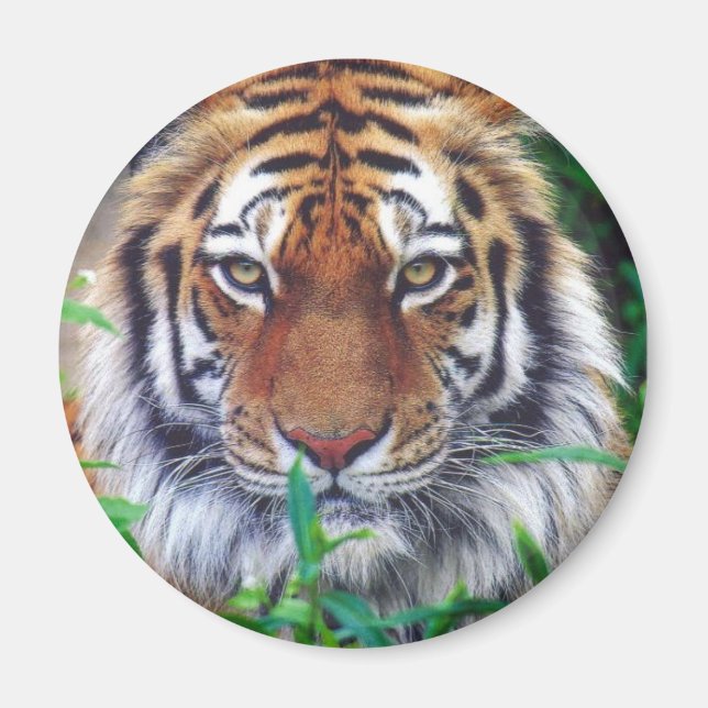 Íman Tiger Stare (Frente)