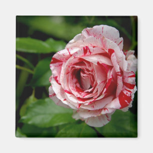 Íman Tiger Stripes Rosa