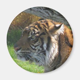 Íman Tiger Tiger