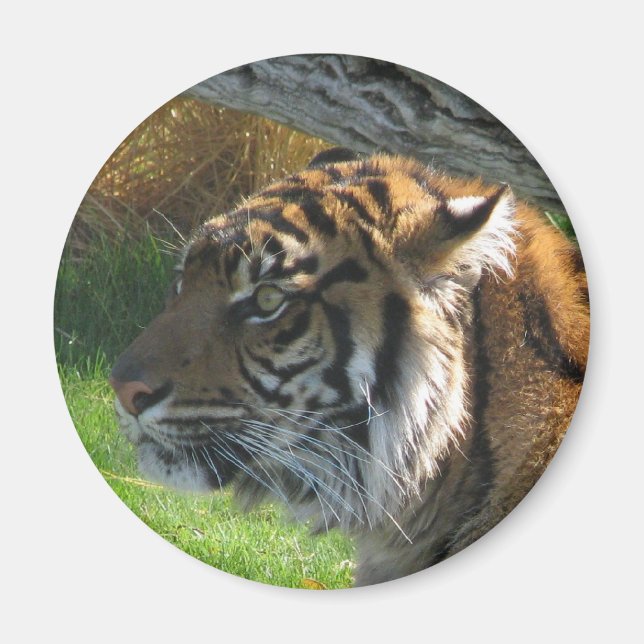 Íman Tiger Tiger (Frente)