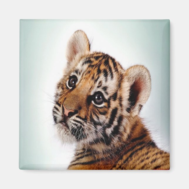 Íman Tigre (Frente)