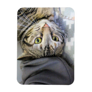 Íman Tigre