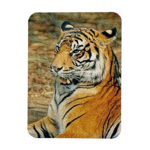 Íman Tigre