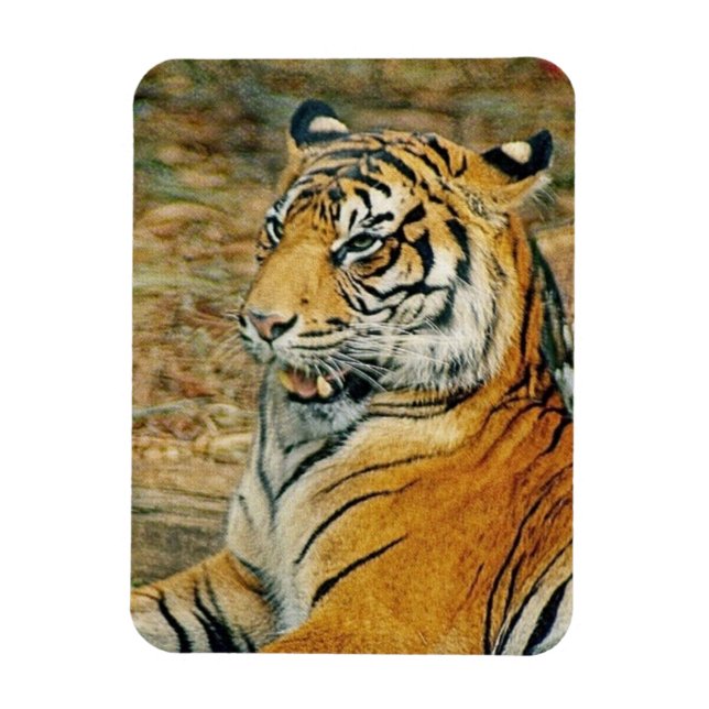 Íman Tigre (Vertical)