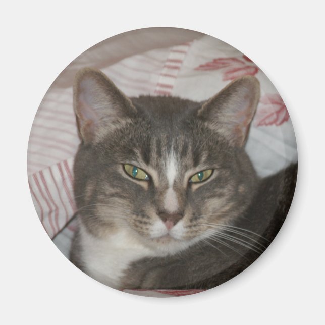 Íman Tigre (Frente)