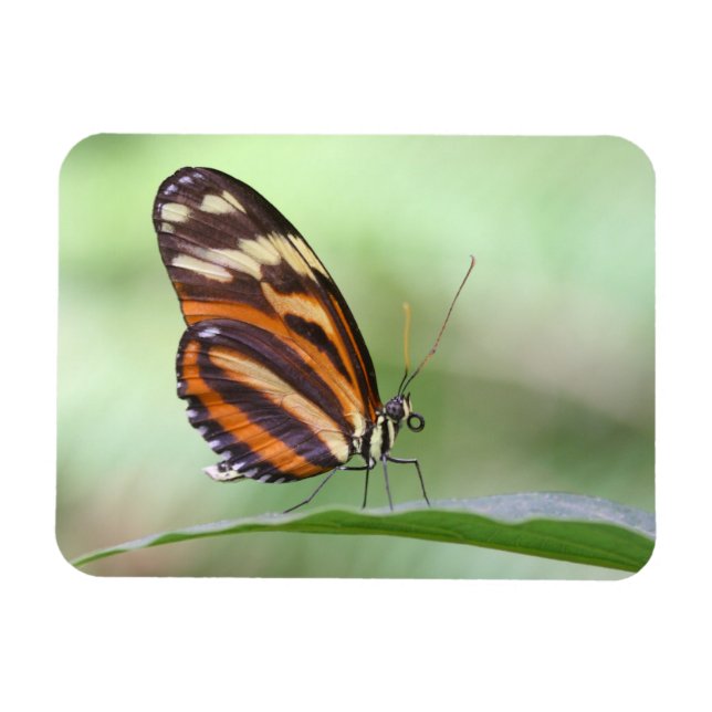 Íman Tigre (Horizontal)