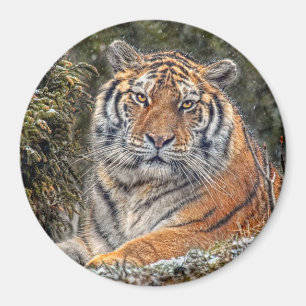 Íman Tigre 3" real ímã