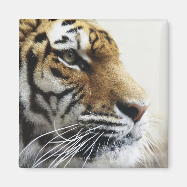 Íman Tigre. Asahiyama Zoo, Hokkaido, Japão (Frente)