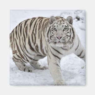 Íman Tigre Branco