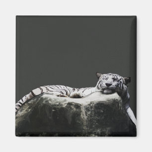 Íman Tigre branco da neve - sono do gato grande