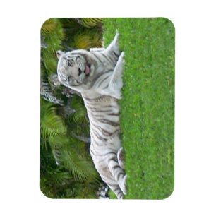 Íman Tigre Branco Descansando em Prado Verde Brilhante