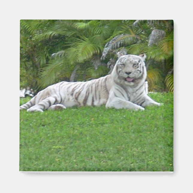 Íman Tigre Branco Descansando na Relva Verde Iluminada  (Frente)