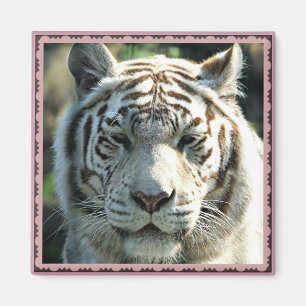 Íman Tigre Branco Enquadrado