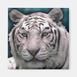 Íman Tigre branco, ímã