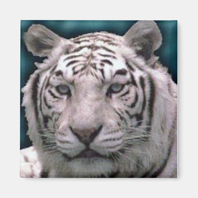 Íman Tigre Branco, Magnet (Frente)