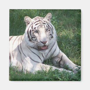 Íman Tigre branco na imagem vertical do quadro da grama