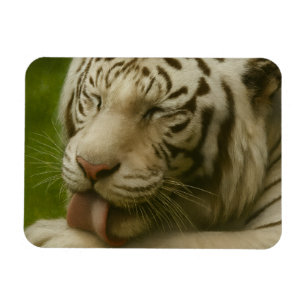 Íman Tigre Branco no Ritual de Alinhamento Privado