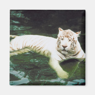 Íman Tigre branco que nada pacificamente