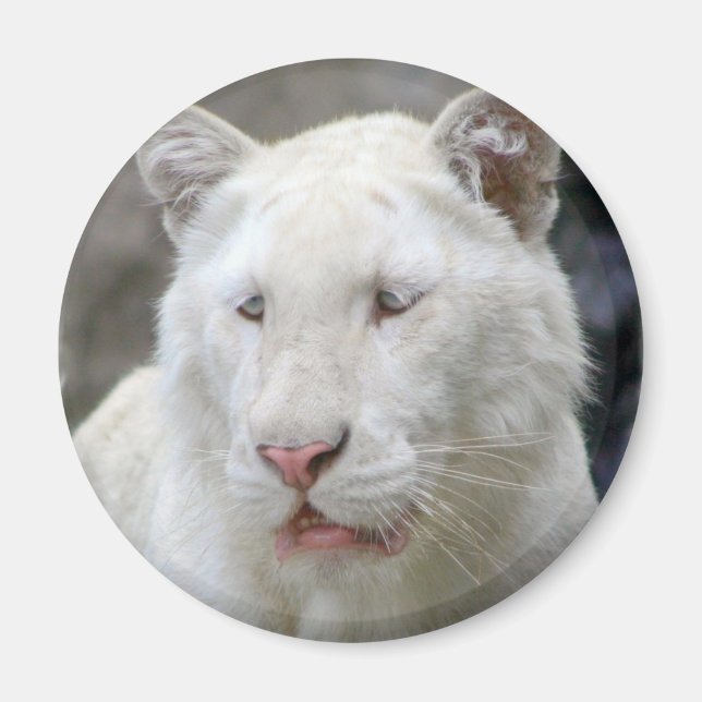 Íman Tigre branco raro (Frente)