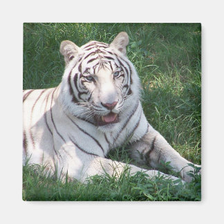 Íman Tigre branco sobre a imagem vertical da grama verd