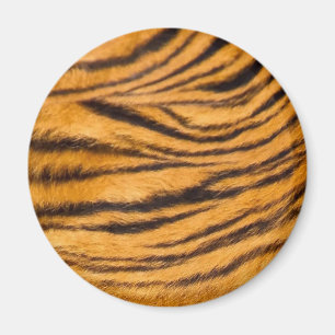 Íman Tigre com pelo Preto e Laranja Personaliza-o