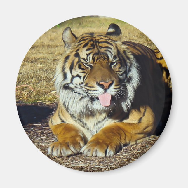 Íman Tigre com um "magnata de tude (Frente)