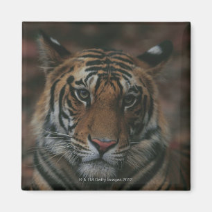Íman Tigre Cub