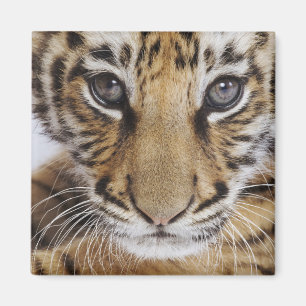 Íman Tigre Cub