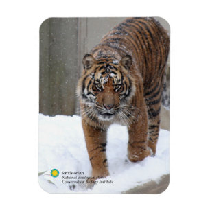 Íman Tigre Damai de Smithsonian Sumatran