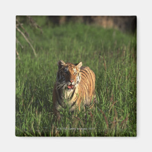 Íman Tigre de Bengal