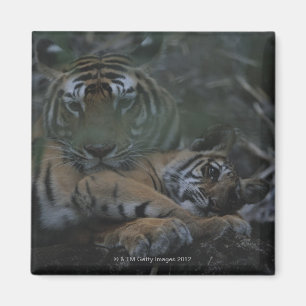 Íman Tigre de Bengal da mãe com Cub