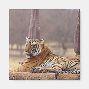 Íman Tigre de Bengal real no ceaph,