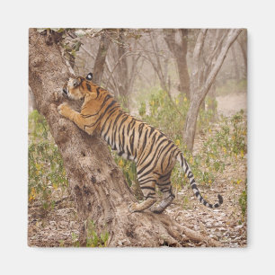 Íman Tigre de Bengal real que escala acima a árvore,