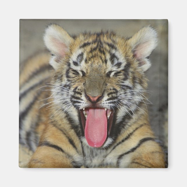 Íman Tigre de Bengala (Frente)