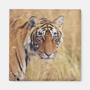 Íman Tigre-de-bengala