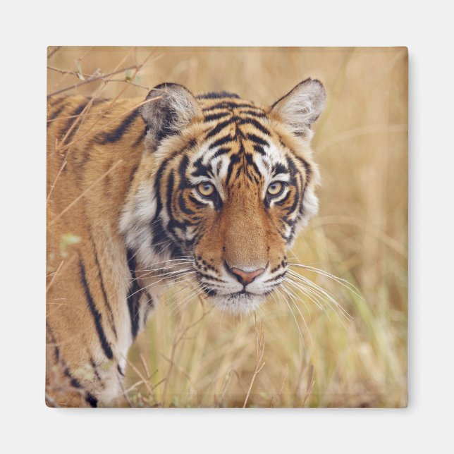 Íman Tigre-de-bengala (Frente)