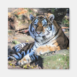Íman Tigre-de-bengala Descansando sobre Rocha Musgosa