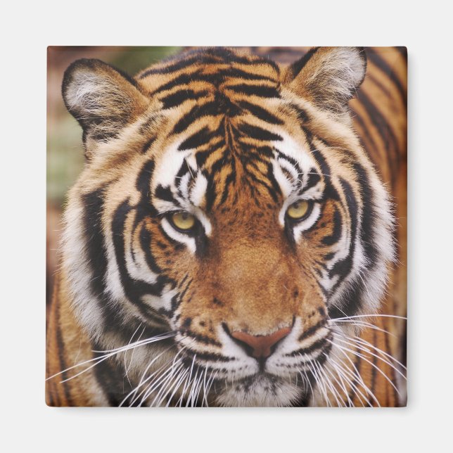 Íman Tigre-de-bengala, Panthera tigris (Frente)