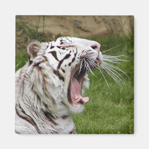 Íman tigre de bocejo