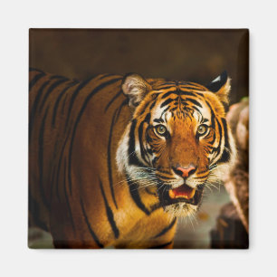 Íman Tigre de Fecho